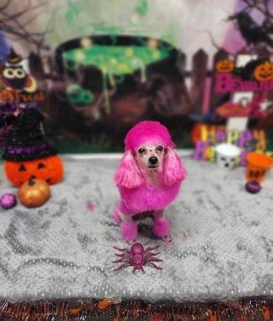 Justin Animal Hospital Grooming Pink Poodle