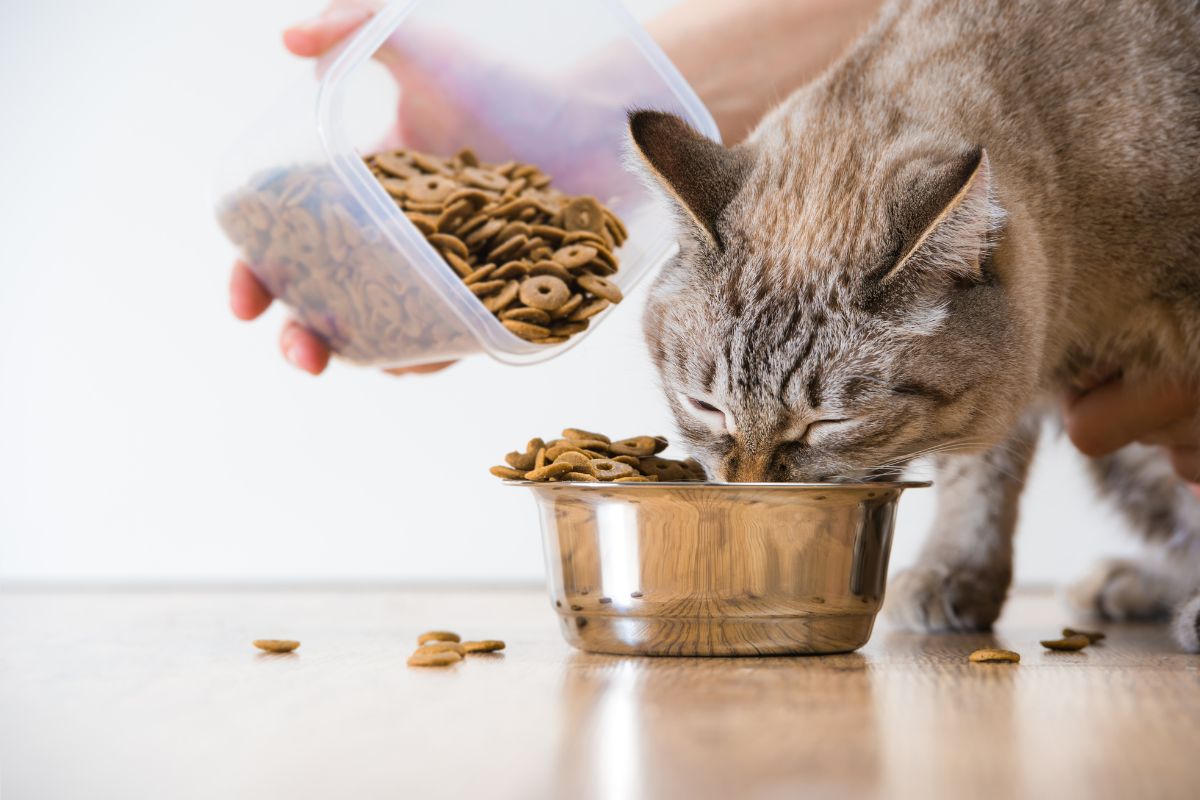 Book a Pet Nutrition Consultation Today!