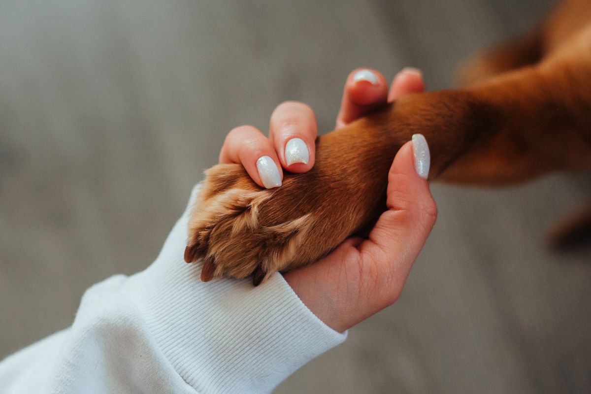 Is Your Pet Having an Emergency Call Now!