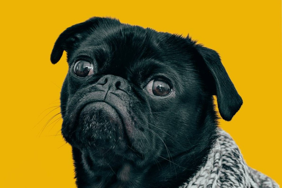 Book Your Pet’s Visit Today!