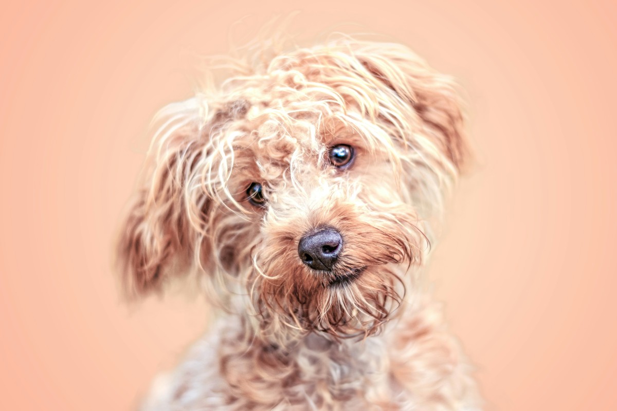Schedule Your Pet’s Spay or Neuter Appointment Today!