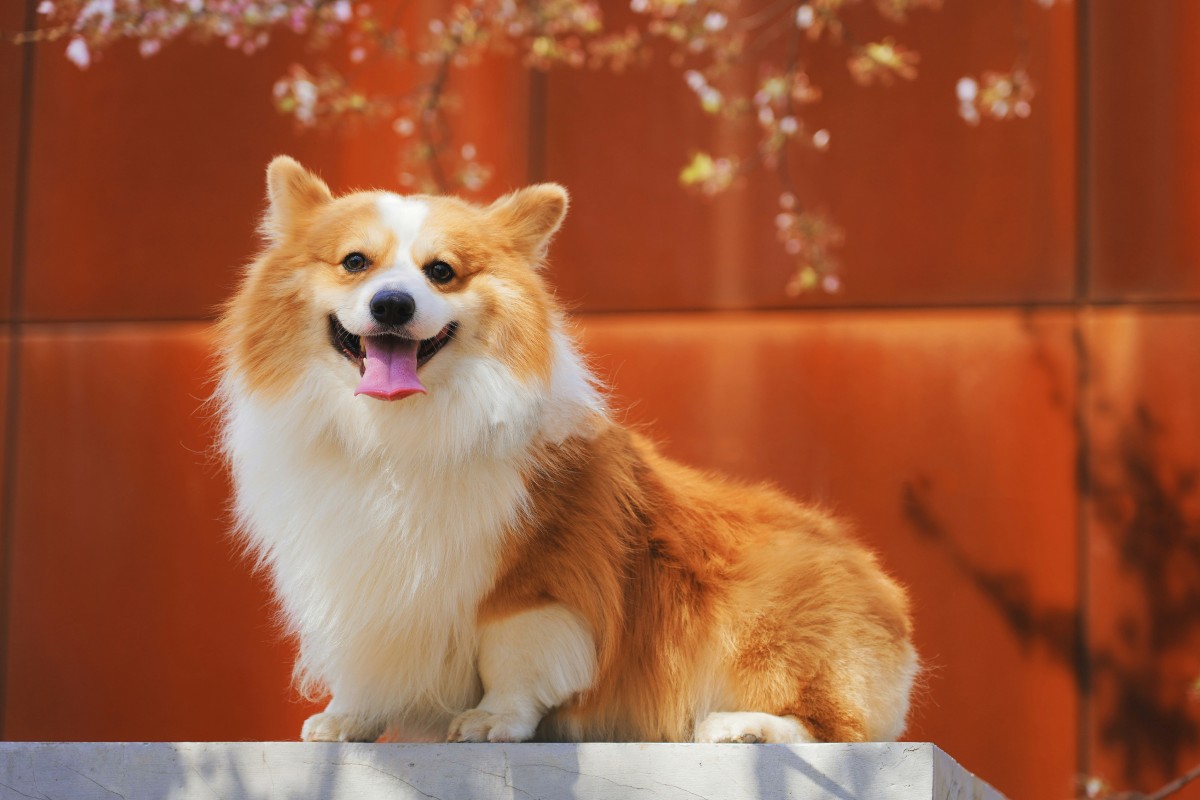 Schedule Your Pet’s Wellness Exam Today!
