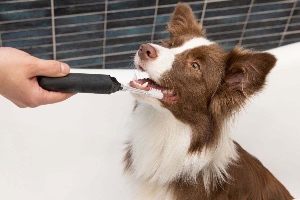 Schedule a Pet Dental Checkup Today!