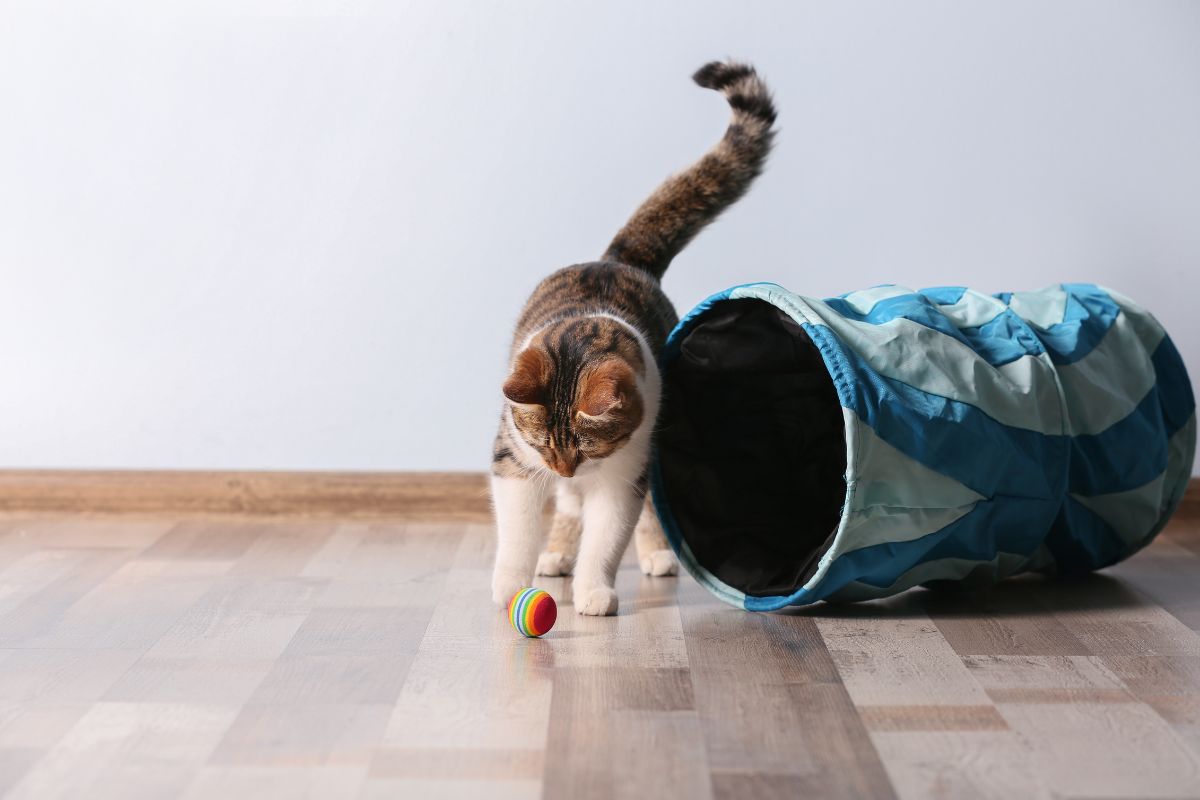 Tabby cat plays with ball near tunnel