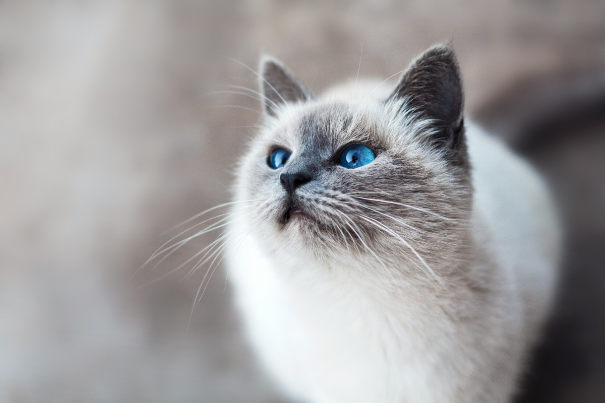 Serving Pets in Justin, TX, and Beyond