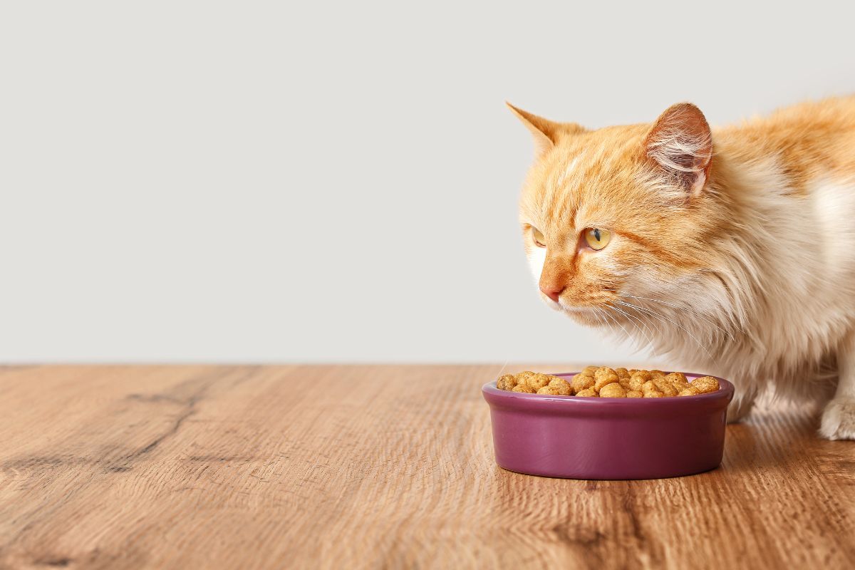 Serving the Pets of Justin, TX and Surrounding Communities