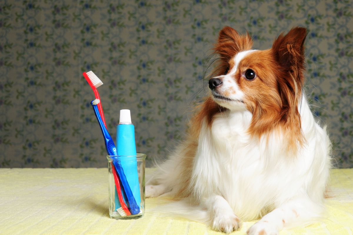 a brown and white dog with toothpaste and brush aside