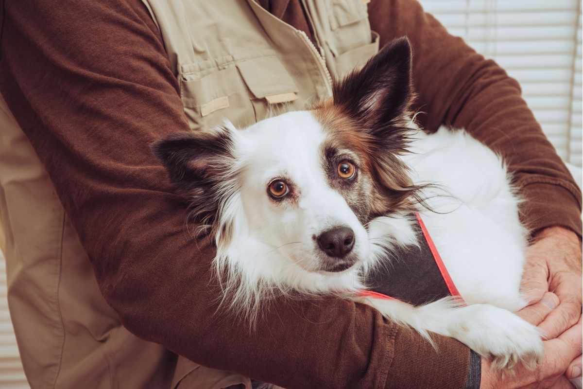 Person holding a white and brown dog