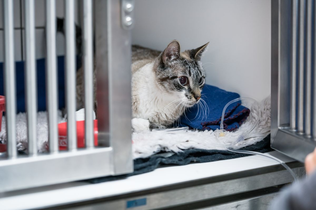 Cat in cage at veterinary clinic