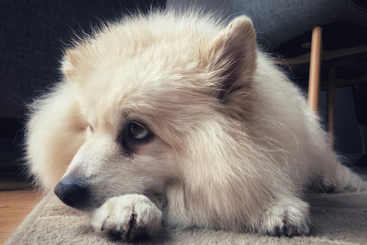 a dog sleeping