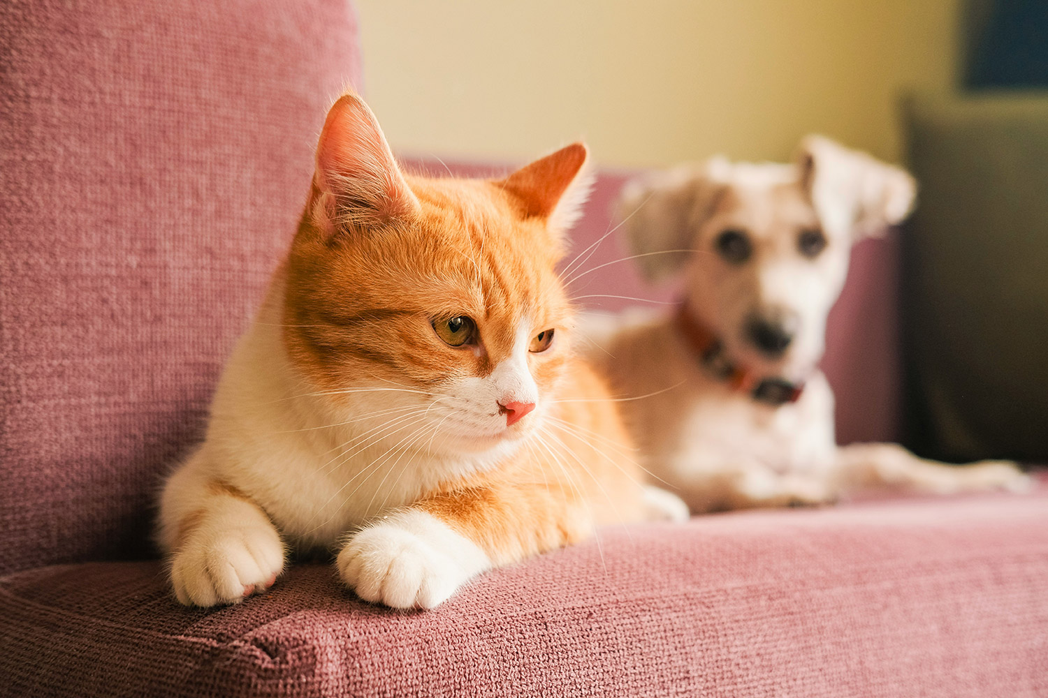 kittens