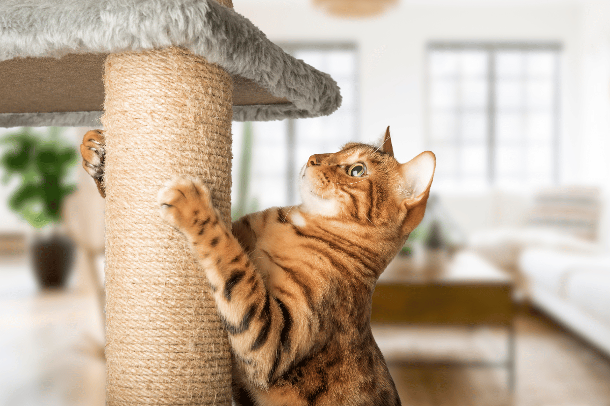 Common Behavioral Issues We Address