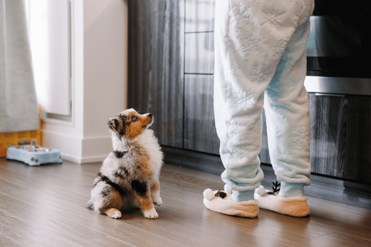 Why Pet Behavioral Counseling Matters
