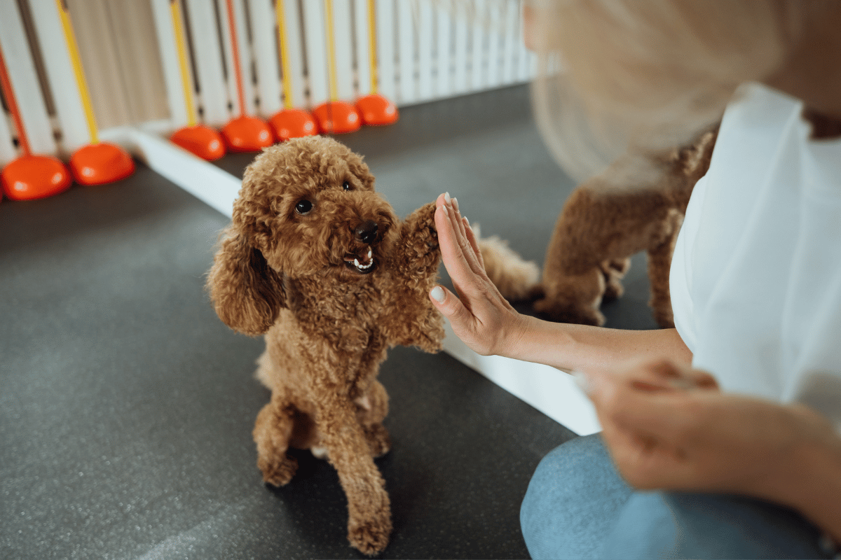What Is Pet Behavioral Counseling