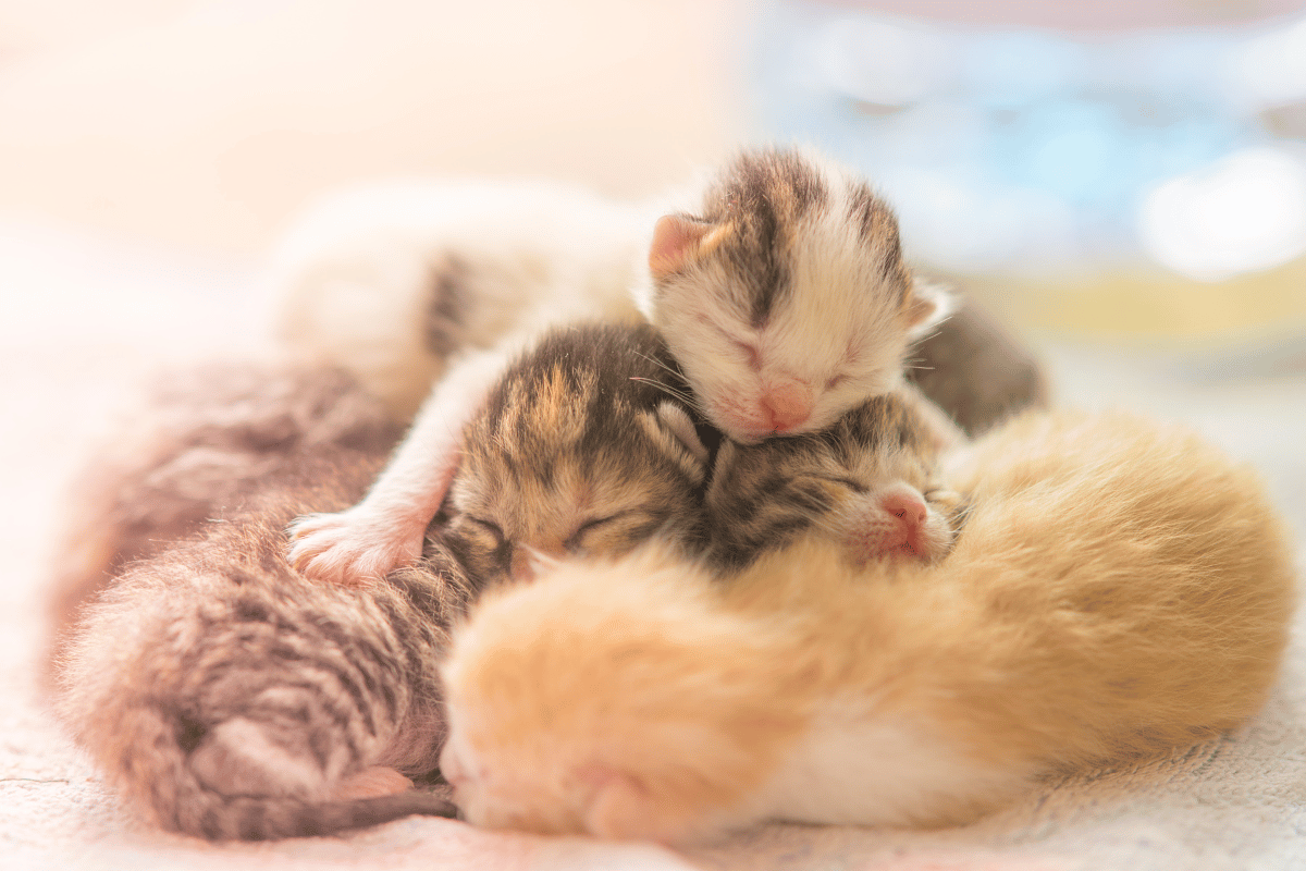 Why Choose Justin Animal Hospital