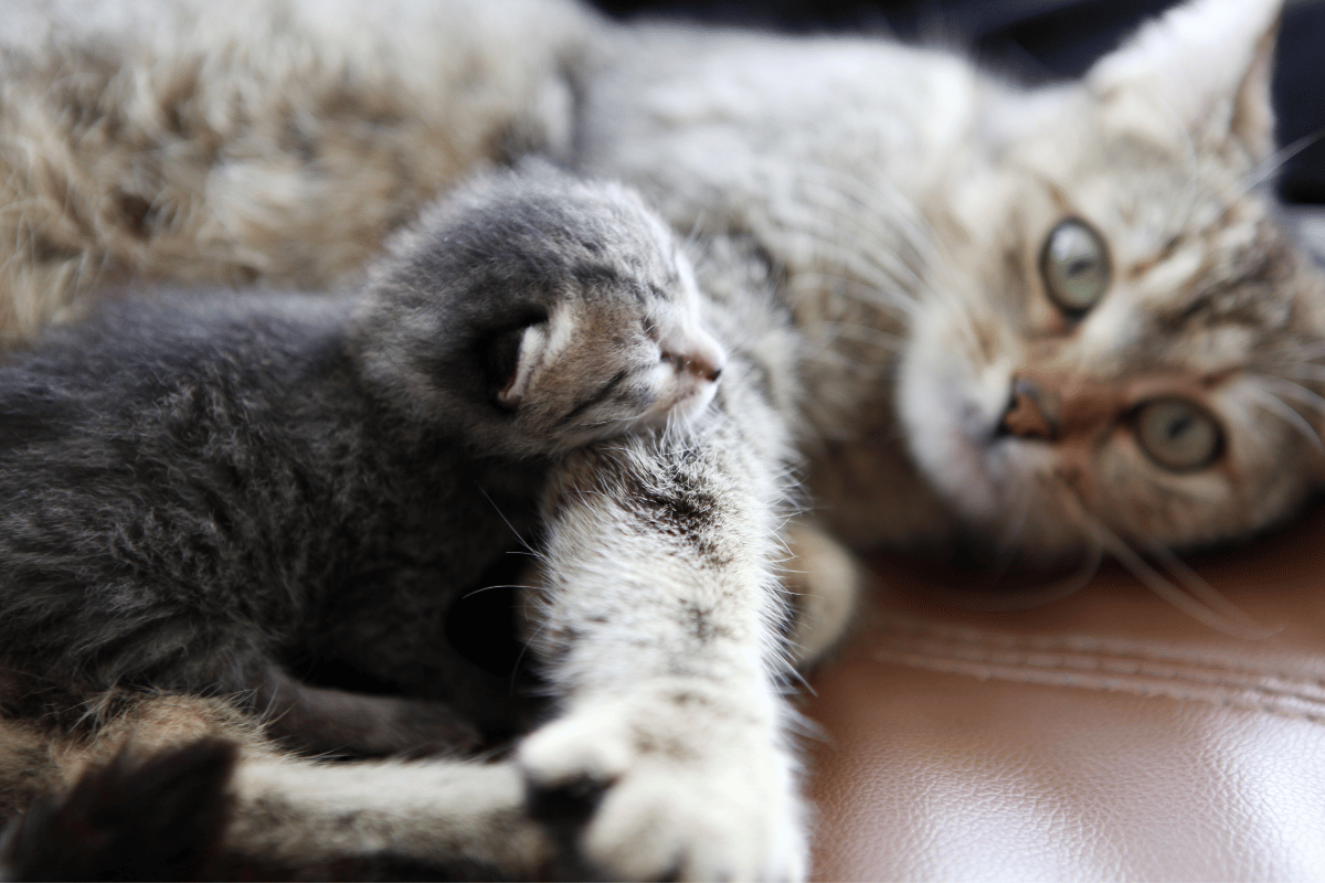 Schedule a Breeding Consultation Today!