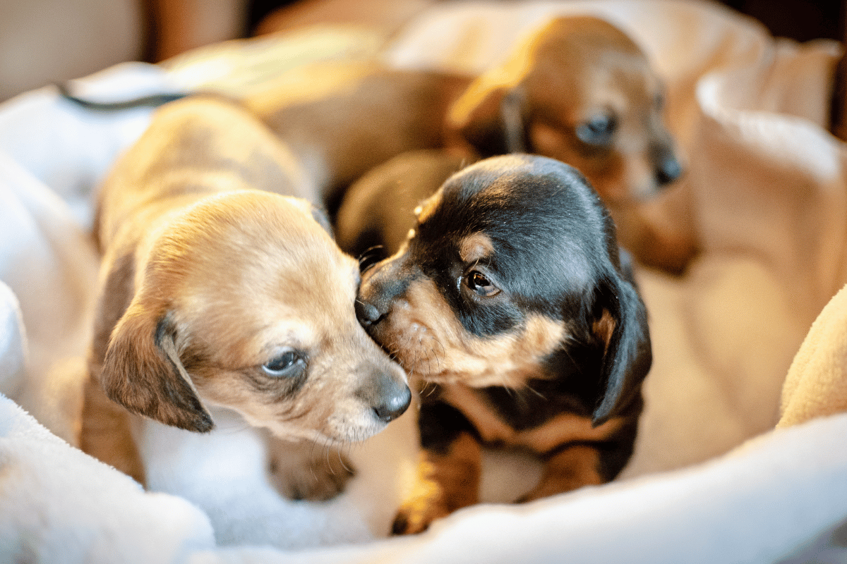 Why Choose Justin Animal Hospital