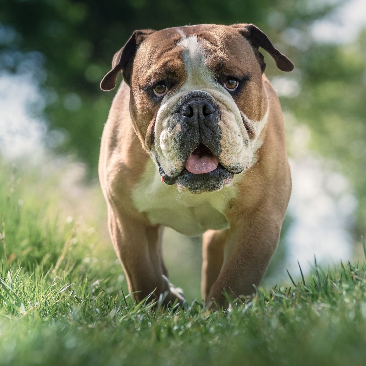 large Bulldog running in grass