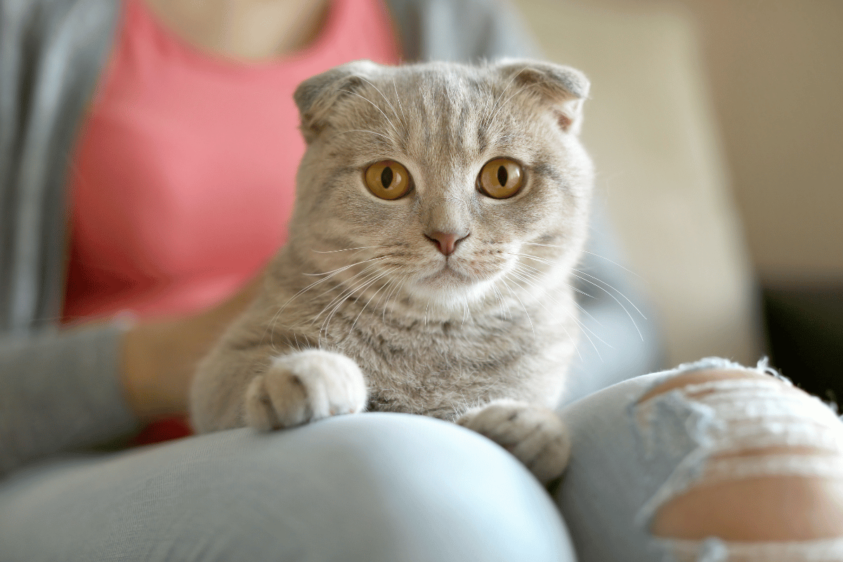 Why Choose Justin Animal Hospital