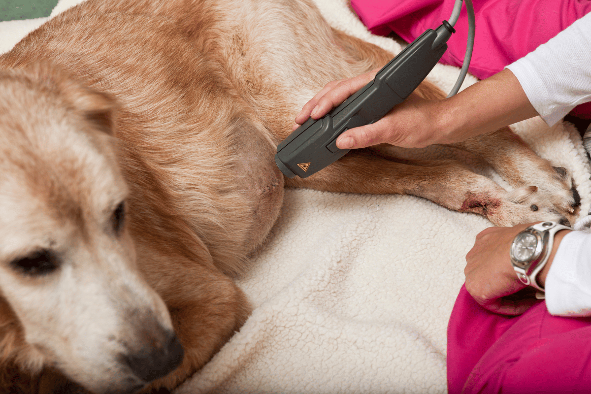 What Is Cold Laser Therapy for Pets