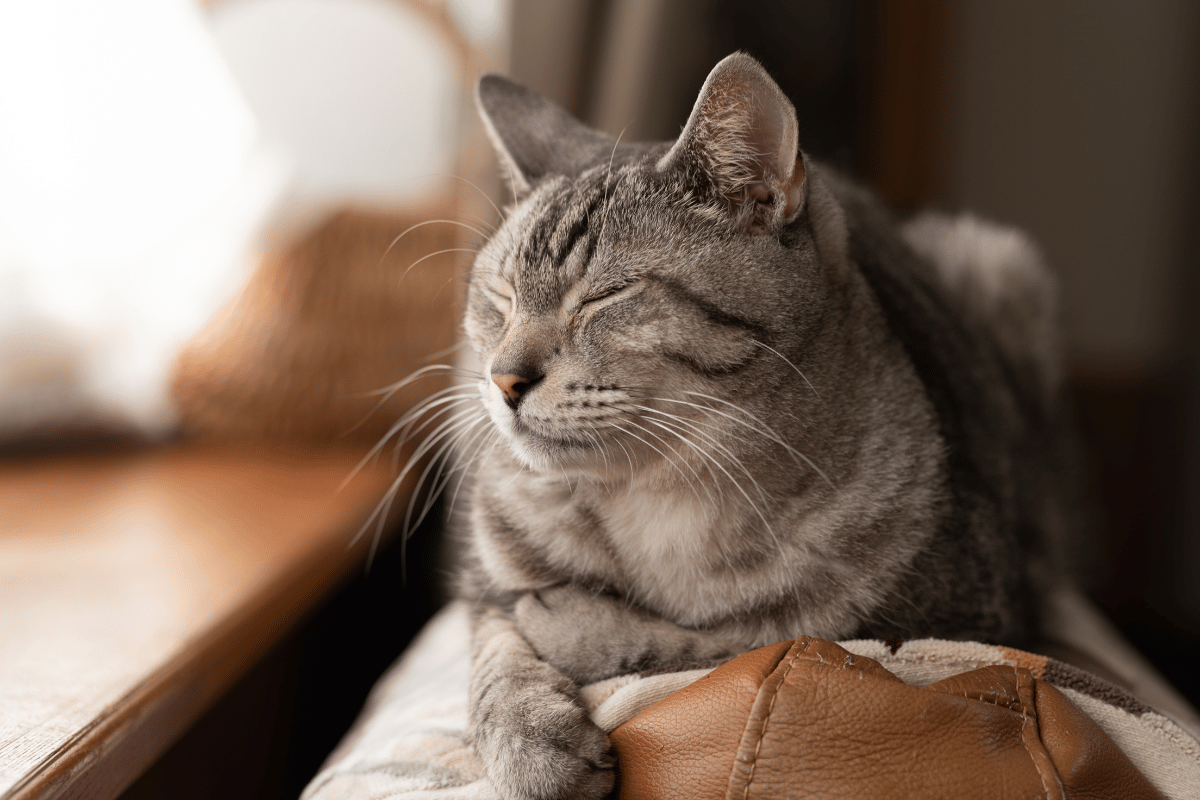 What Conditions Can Cold Laser Therapy Treat
