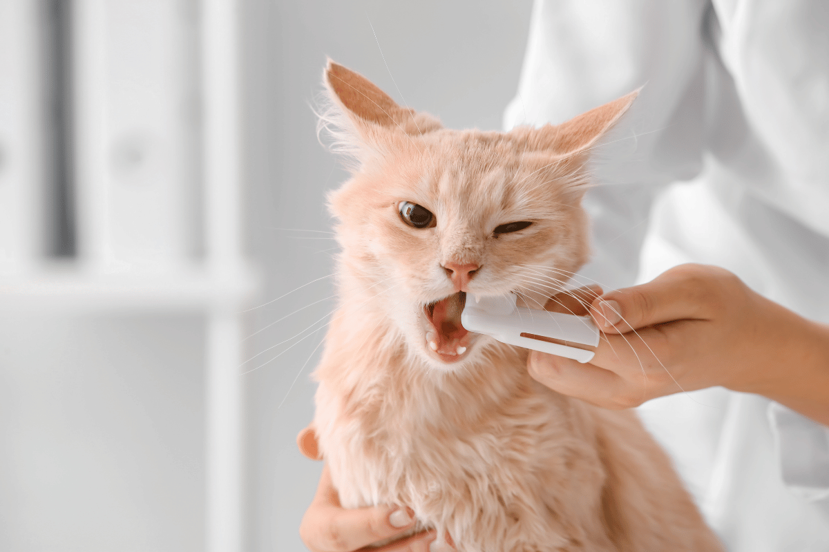 What Is Pet Dental Care