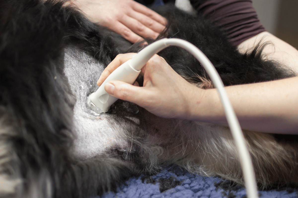 Why Choose Justin Animal Hospital