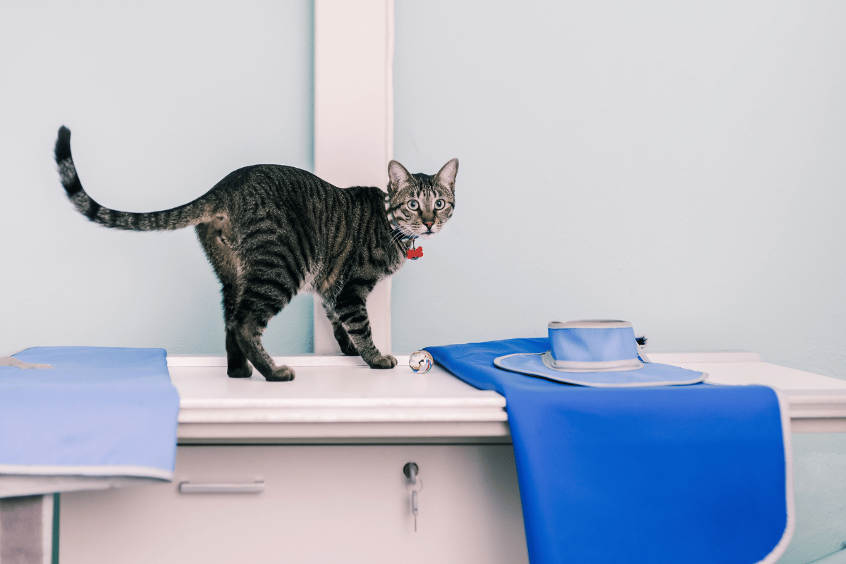 Schedule a Pet Diagnostic Appointment Today!