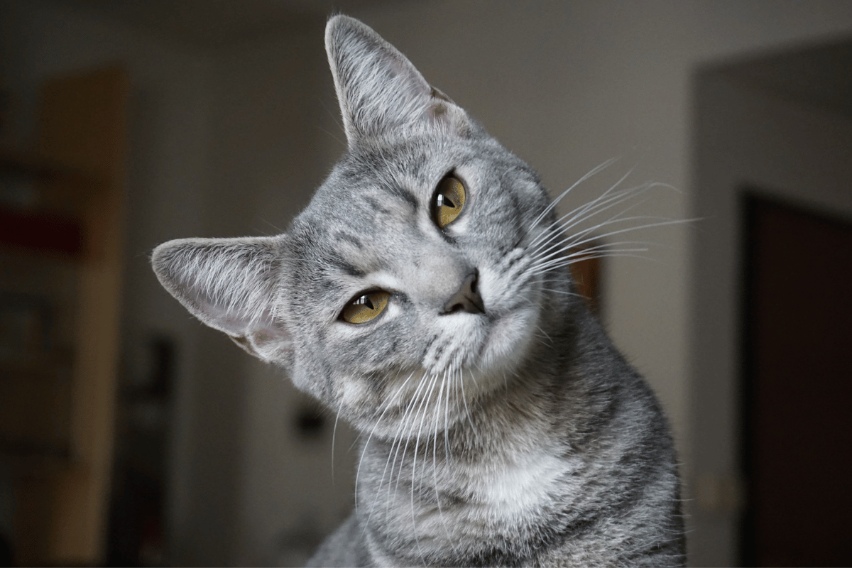 What Is Pet Emergency and Urgent Care