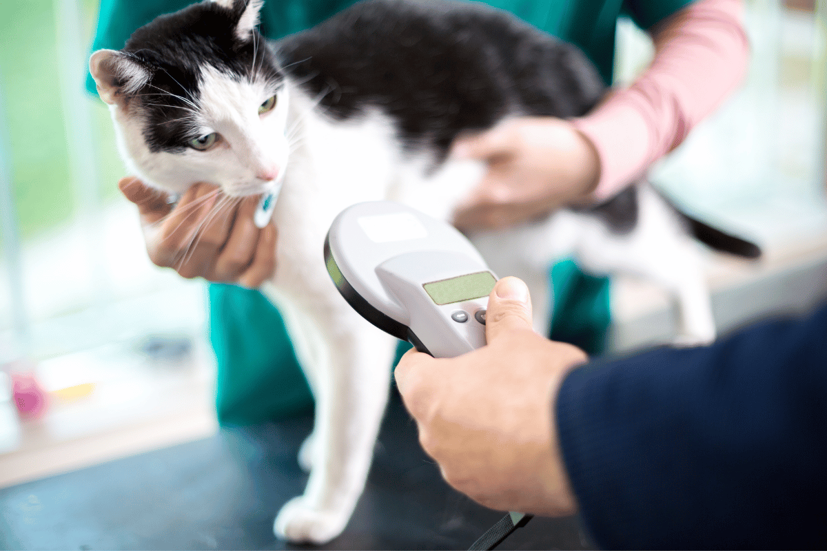 What Is Pet Microchipping