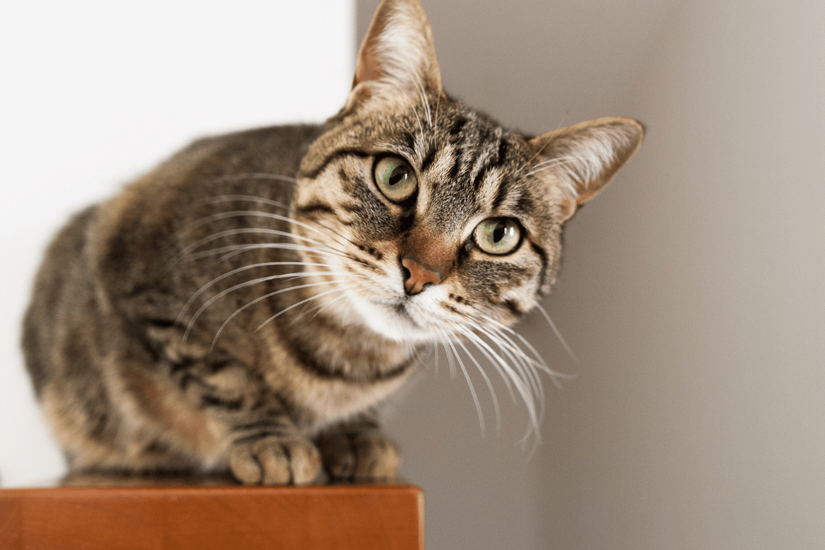 Why Pet Microchipping Is So Important