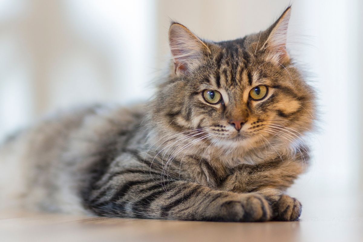 cat laying on table surface