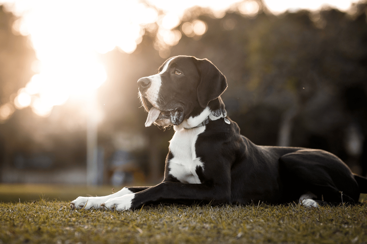 TPLO Surgery for Dogs