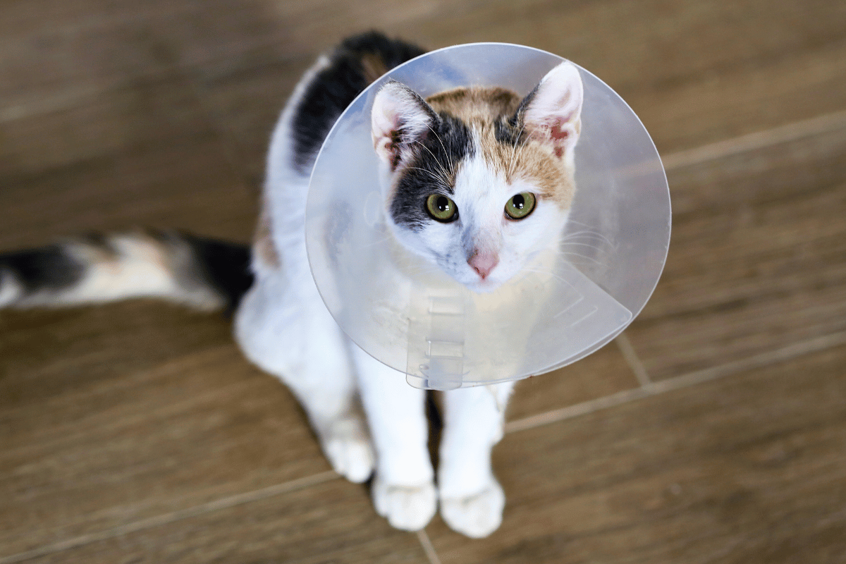 Why Choose Justin Animal Hospital