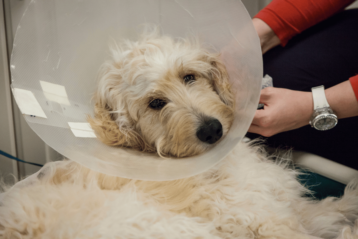 Schedule an Orthopedic Surgery Consultation Today!