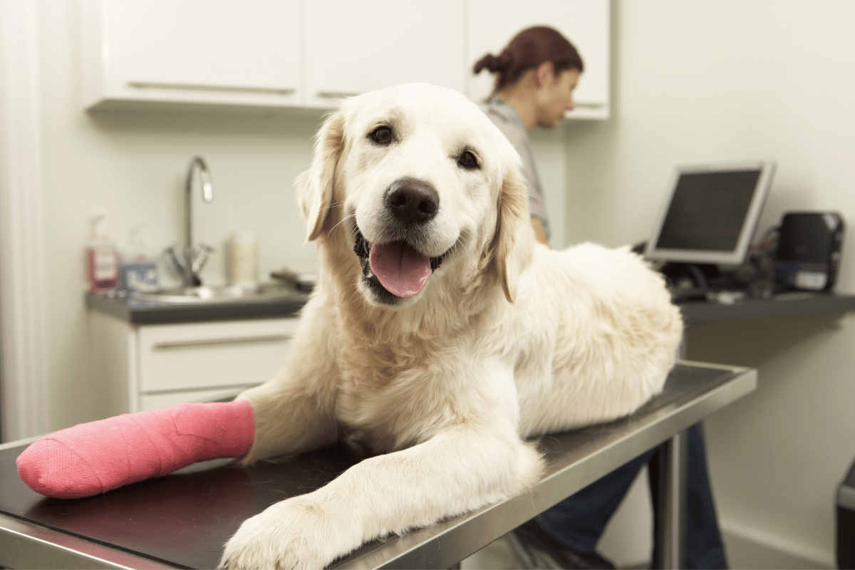 What Is Orthopedic Pet Surgery