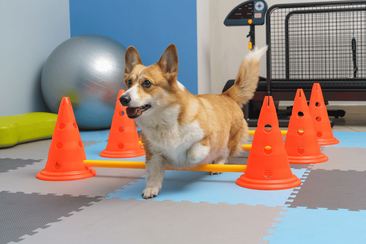 Why Pet Nutritional Counseling Matters
