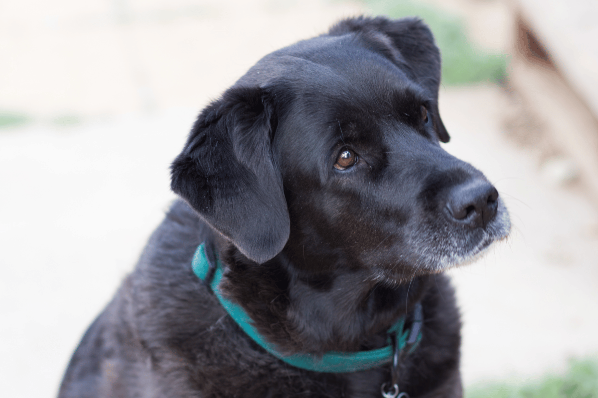What Is Pet Geriatric Care
