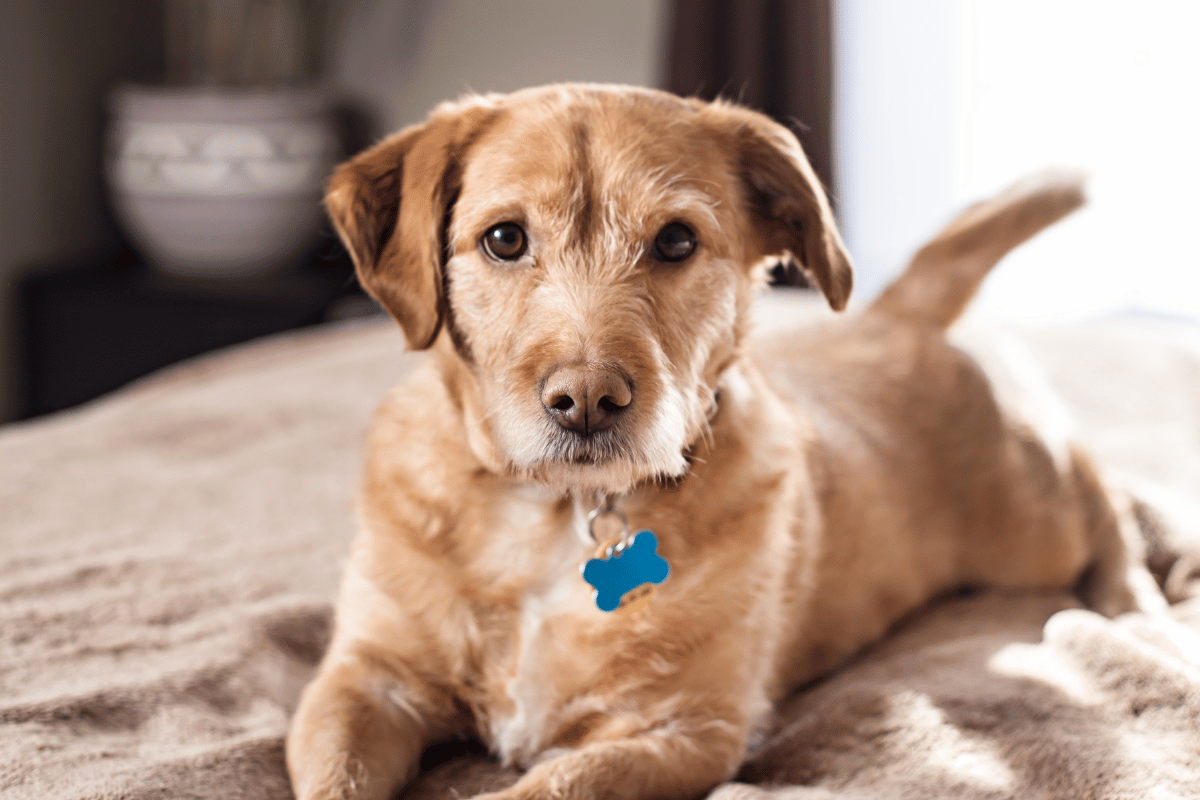 Why Choose Justin Animal Hospital
