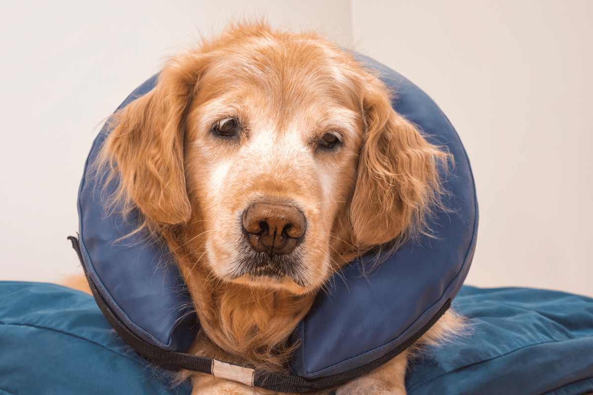 Common Soft Tissue Surgeries We Perform