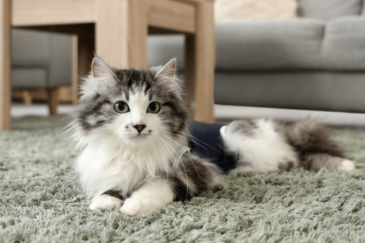 What Is Soft Tissue Surgery