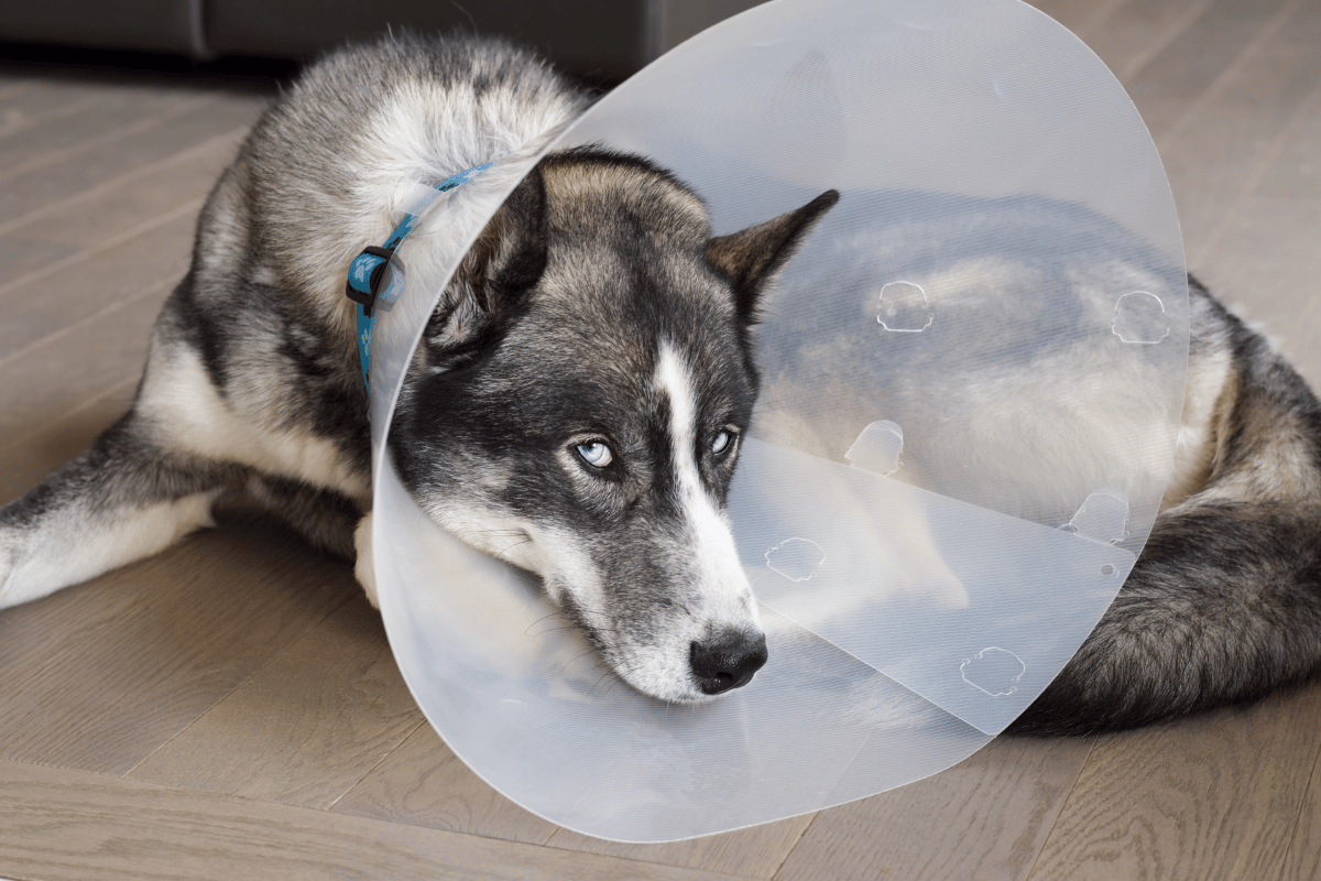 What Is Spaying and Neutering