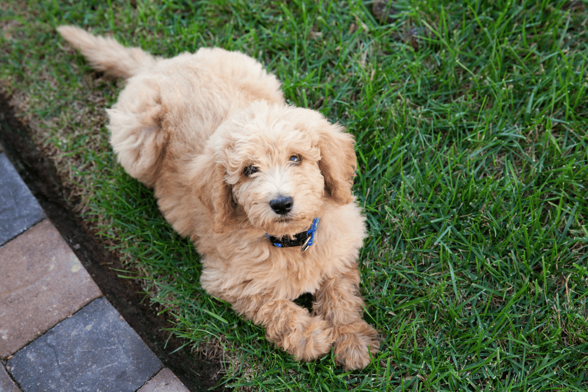 Why Spaying and Neutering Matters