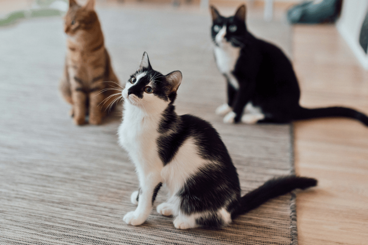 Serving Pets in Justin, TX, and the Surrounding Area
