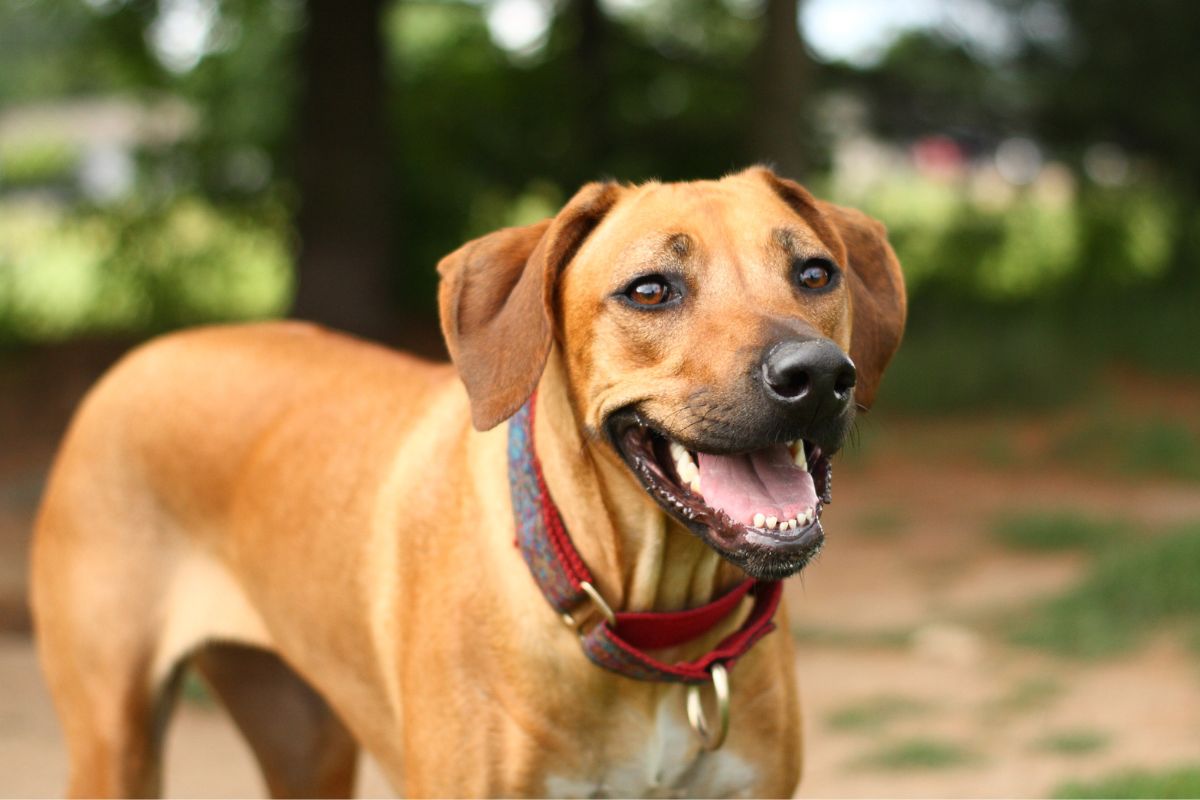Ridgeback happily dog standing outside