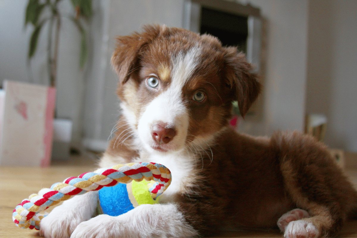 Why Pet Wellness Exams Matter