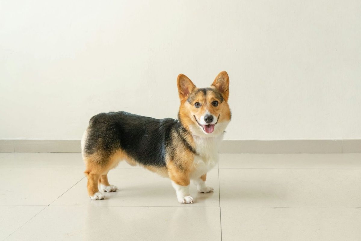 Shop-Now-Justin-Animal-Hospital-Online-Store-img A Corgi dog indoors