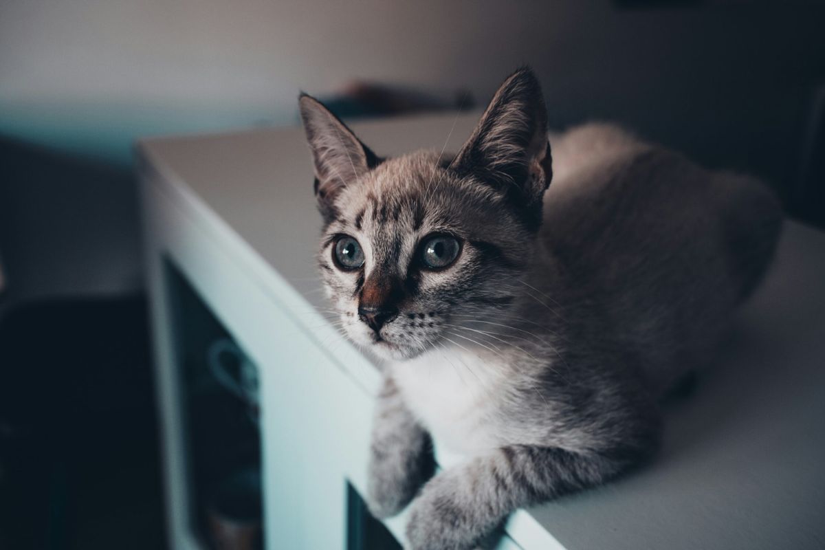 Why-Choose-a-Veterinarian-Managed-Pet-Health-Store-scaled.jpg a cat on a table